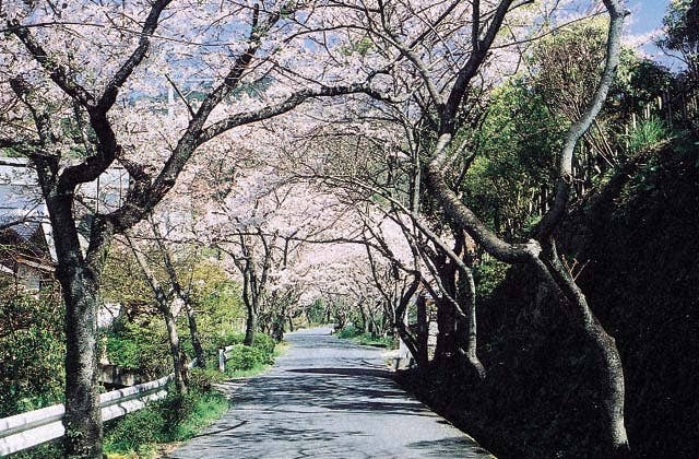 仁比山神社の桜