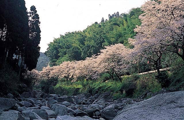 Cherry blossoms in Shinshinkyo Gorge