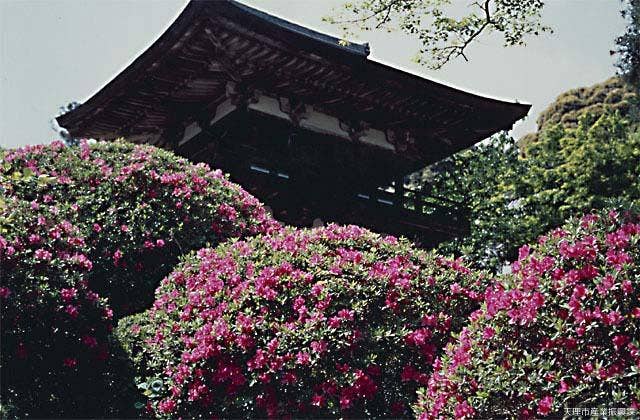 長岳寺のツツジ