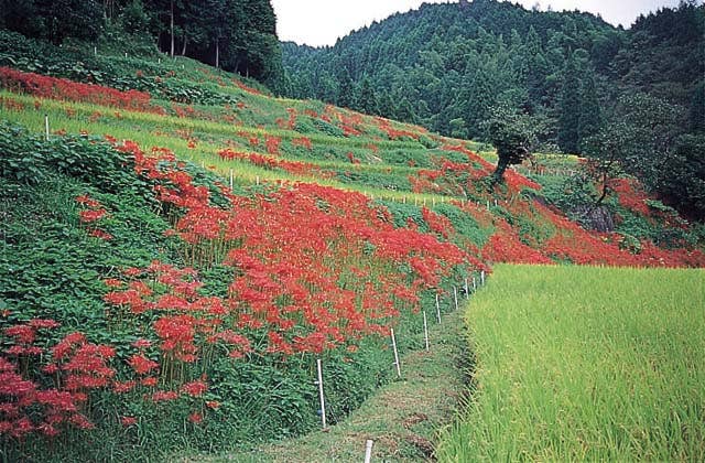 彼岸花