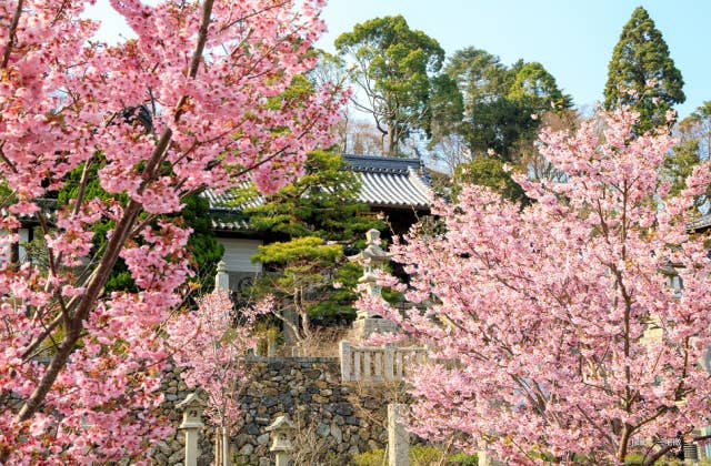 柳谷観音楊谷寺の陽光桜