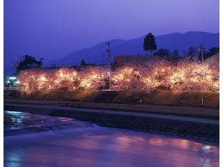 小矢部川公園千本桜