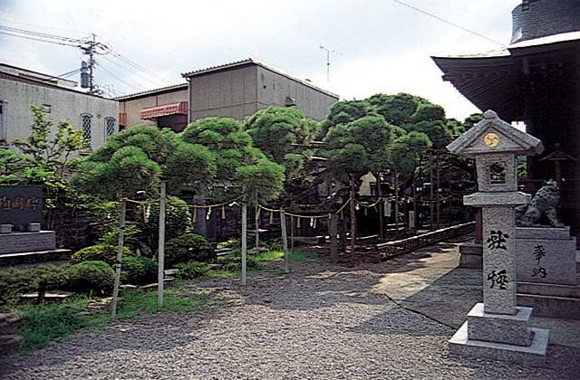 叢雲の松（八坂神社のむら雲の松）