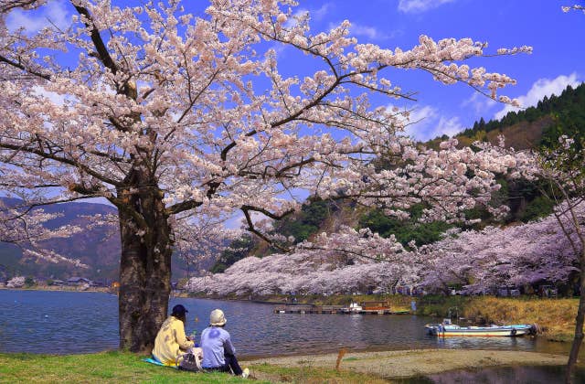 海津大崎の桜