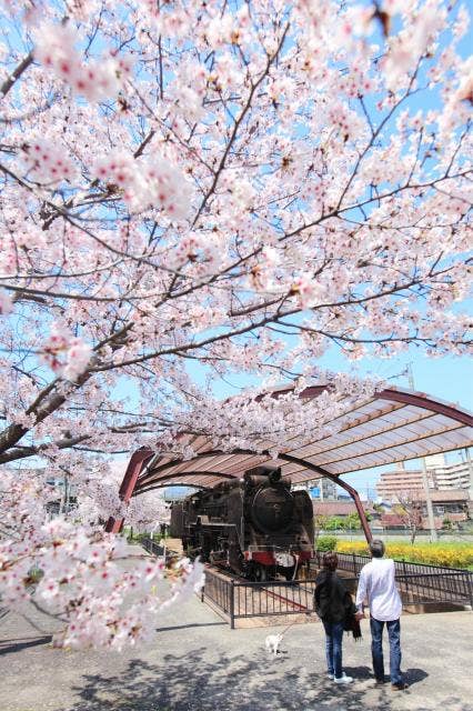 桜並木のトンネル