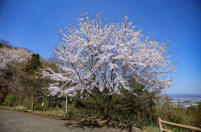 芦山公園の桜②