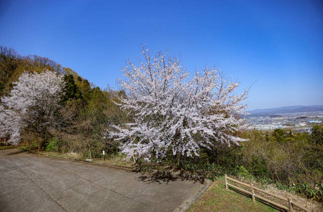 芦山公園の桜③