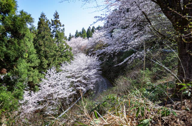 芦山公園の桜④