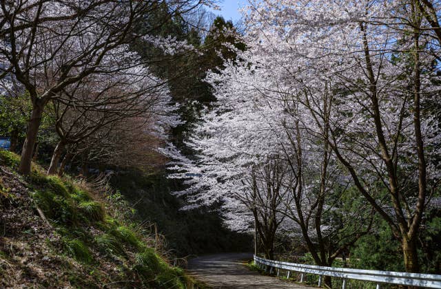 芦山公園の桜⑤