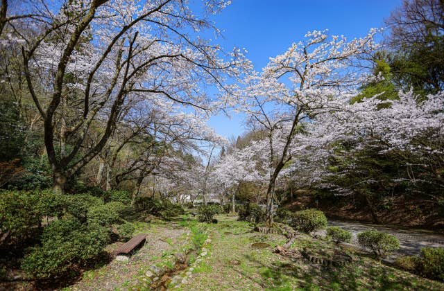 芦山公園の桜⑥