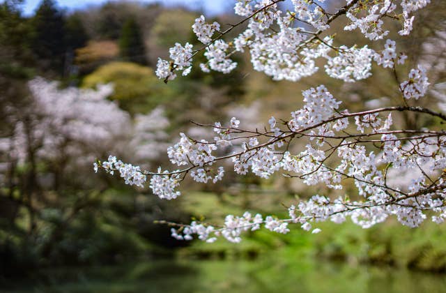 芦山公園の桜⑦