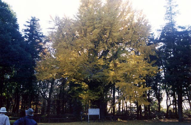 公孫樹（城山公園のいちょう）