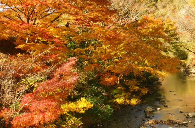 もみじロード(船戸橋：切手のもみじ)