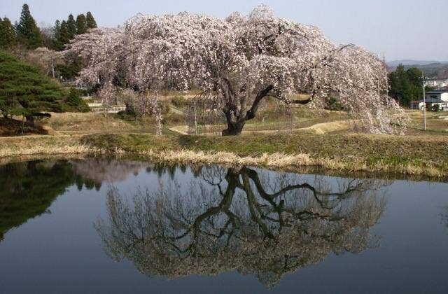 花園のしだれ桜