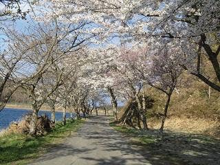 桜の回廊