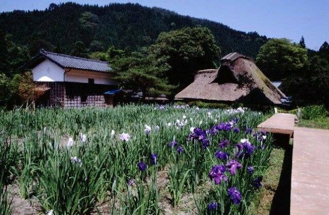 はなしょうぶ園