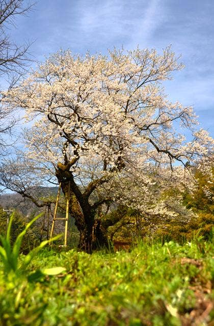 おまき桜