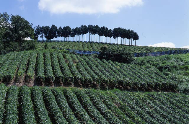 Vineyard