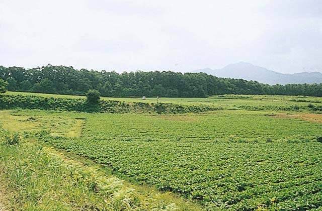 広留野高原