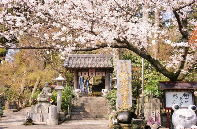 如意輪寺（春・桜）