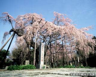 祥雲寺のしだれ桜