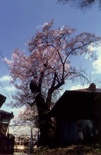 桜森のヒガンザクラ