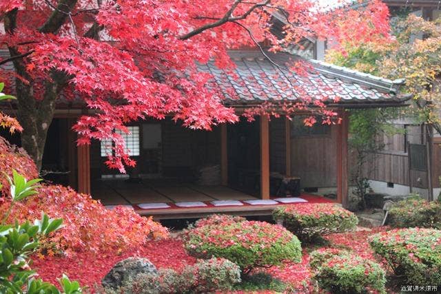 紅葉の徳源院庭園