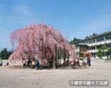 城山西小学校の孝子桜