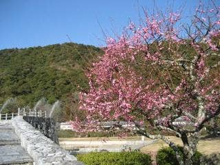 吉香公園梅