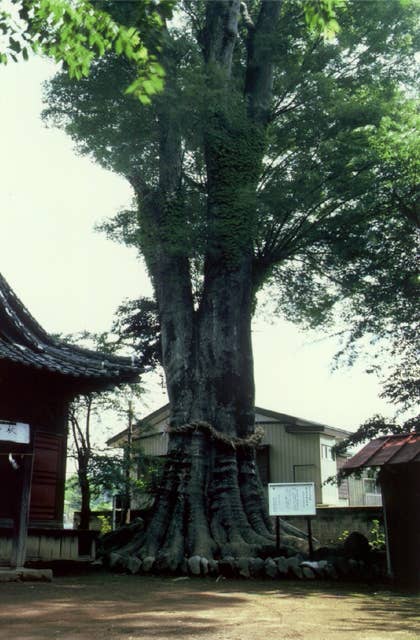 溝呂木の大ケヤキ