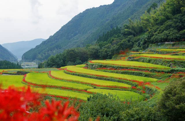 番所の彼岸花