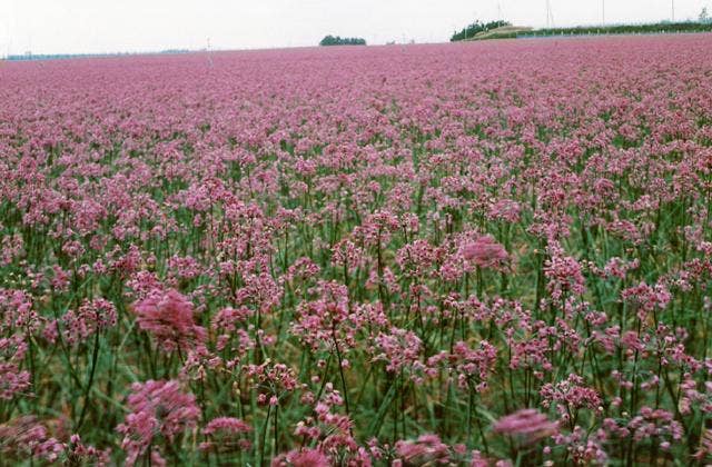 らっきょうの花