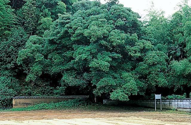 高山寺のモッコク