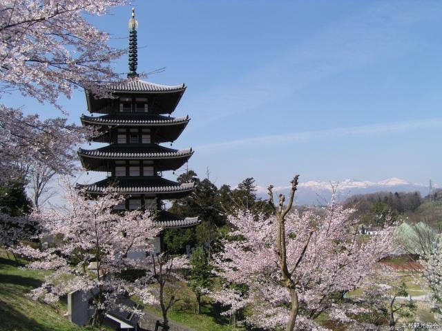 安達ヶ原の桜