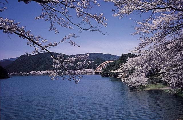 七川ダムの桜