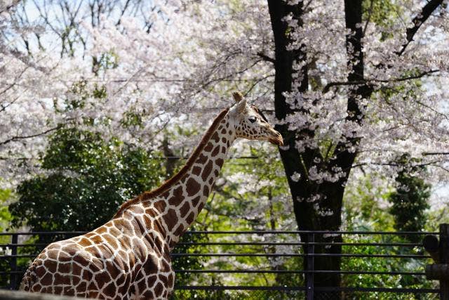 ヒノトントンZOO