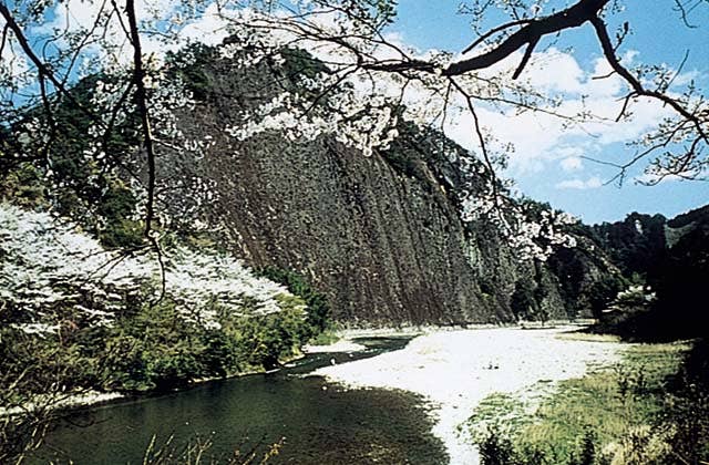 一枚岩の桜