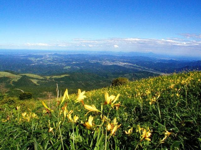 霧降高原のニッコウキスゲ