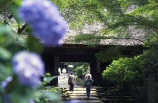 阿弥陀寺あじさい3