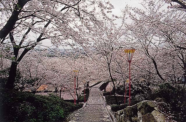 三池公園の桜