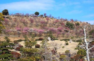 冠山総合公園　梅の里／うめ