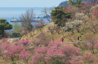 冠山総合公園　梅の里／うめ2