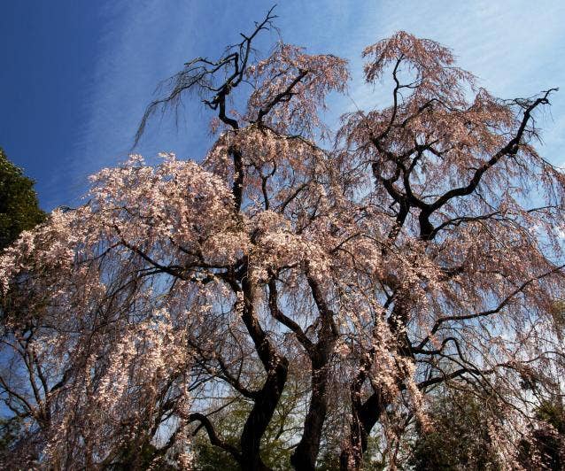 頼母子のしだれ桜