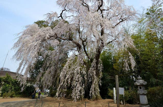 頼母子のしだれ桜