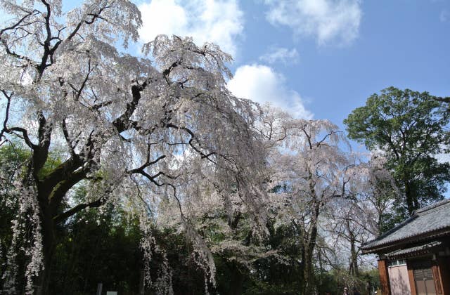 頼母子のしだれ桜