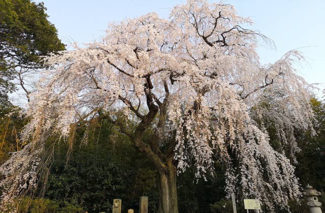 頼母子のしだれ桜