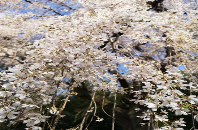 頼母子のしだれ桜