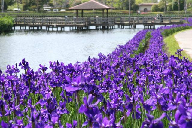 早水公園あやめ