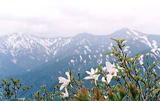 朝日連峰の高山植物