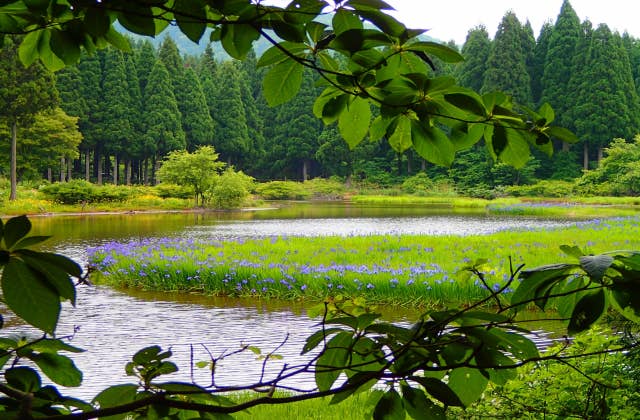 平池のカキツバタ